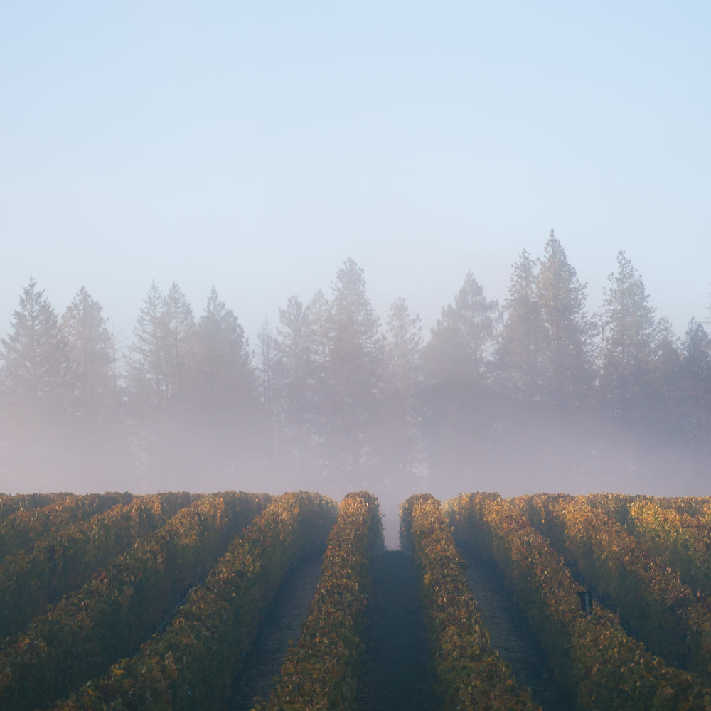 V Collection Wines