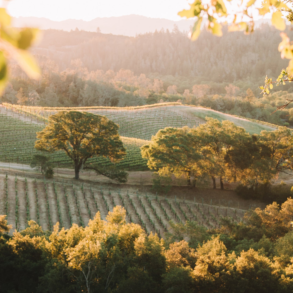 V Collection Wines